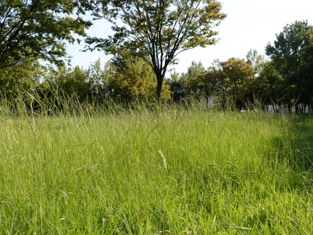 樹木葬の管理