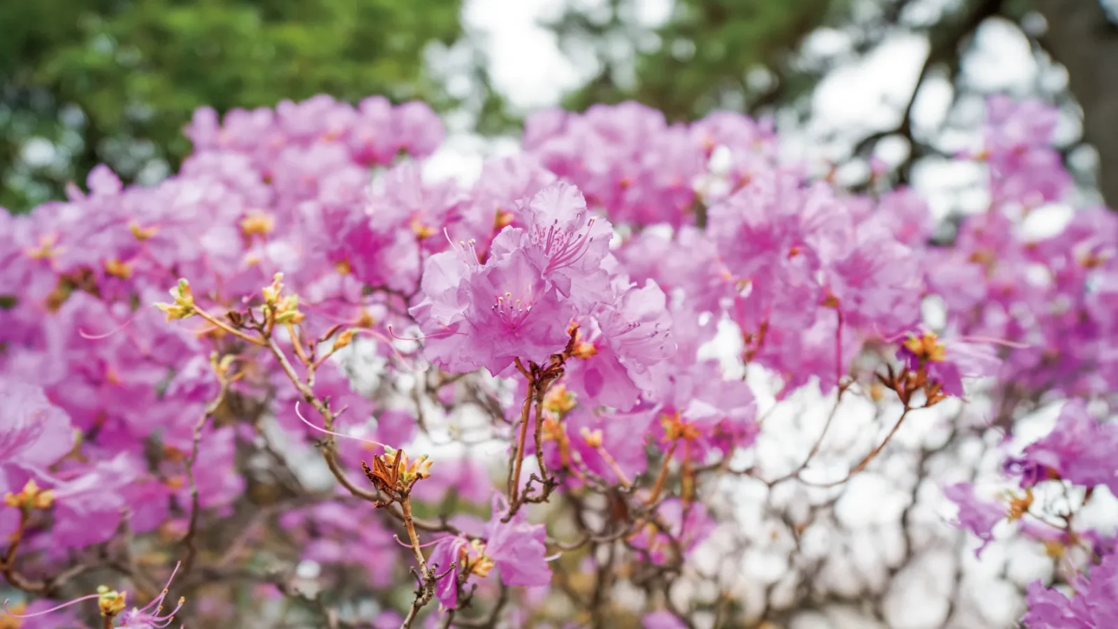 仙台新寺霊園 東秀院
