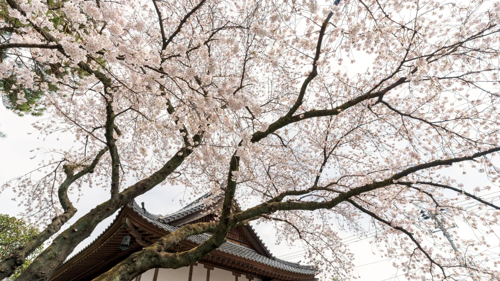 仙台新寺霊園 東秀院