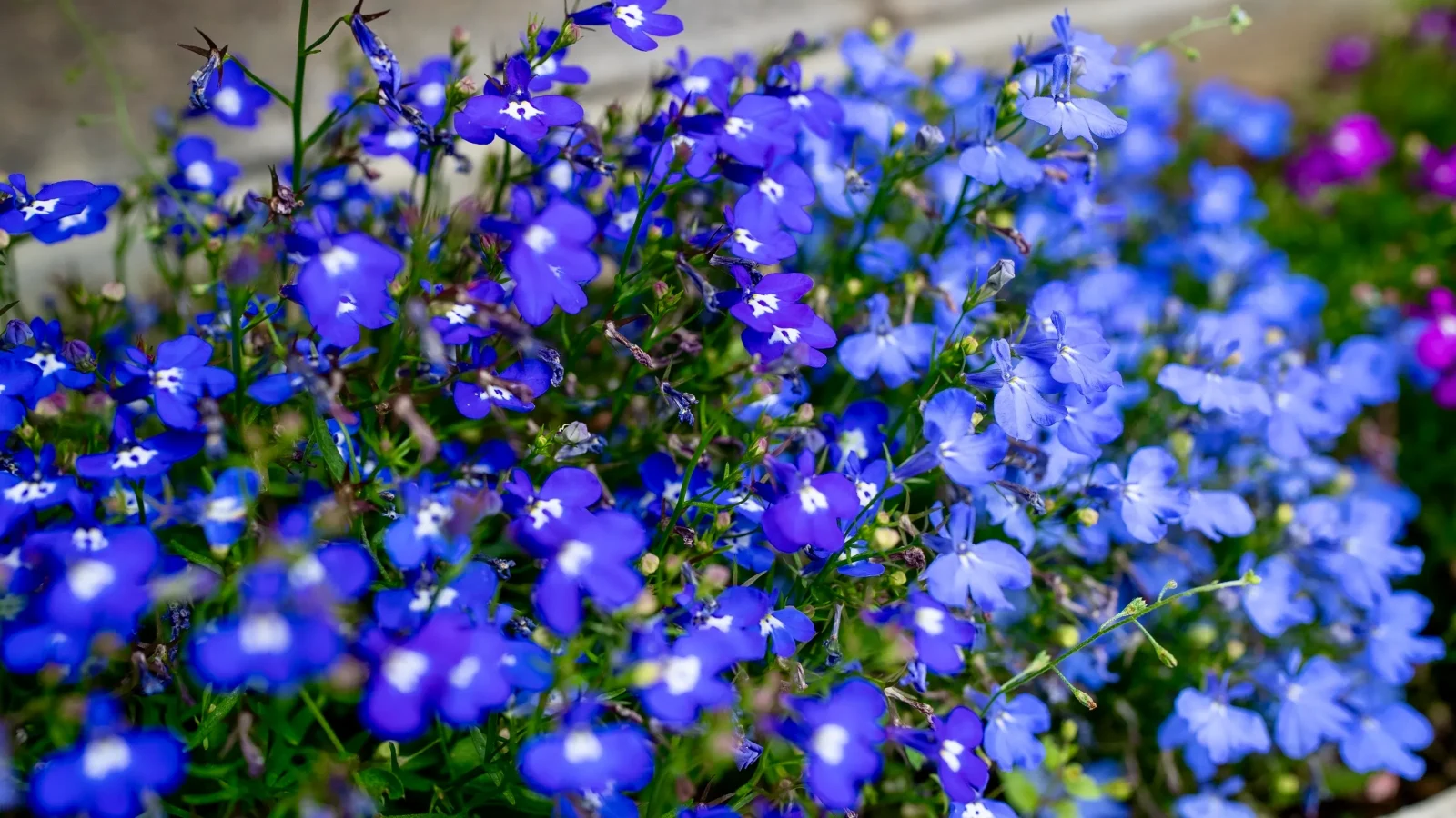 荒川霊園 華蔵院