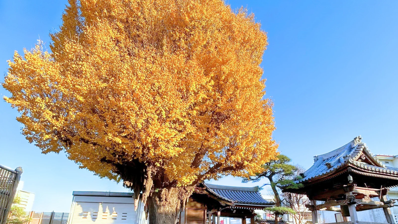 習志野市・津田沼霊園 東漸寺