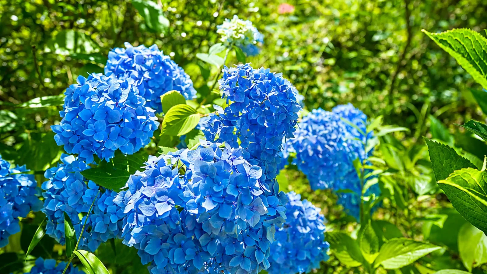 いわき霊園 医王寺