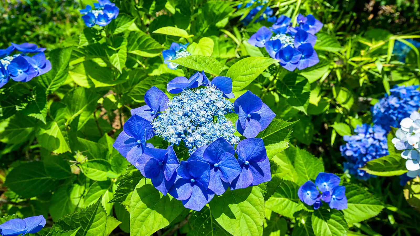 いわき霊園 医王寺