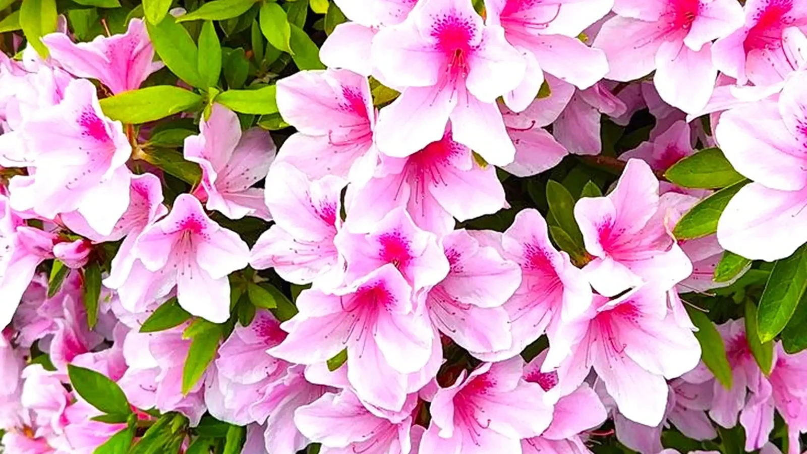新潟中央霊園 即徃寺